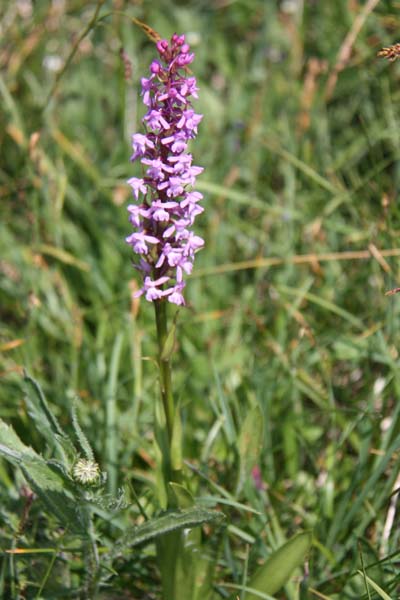 Dötra -205