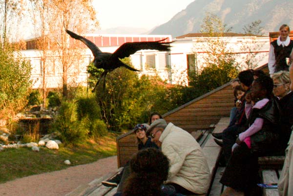 Falco-100