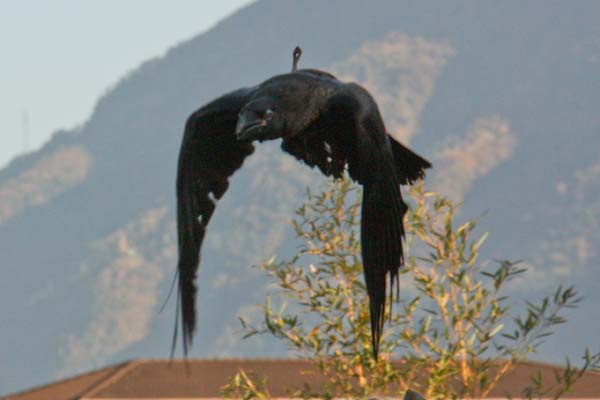 Falco-103