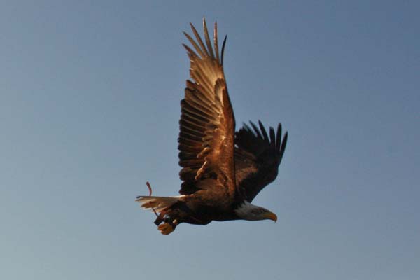 Falco-159