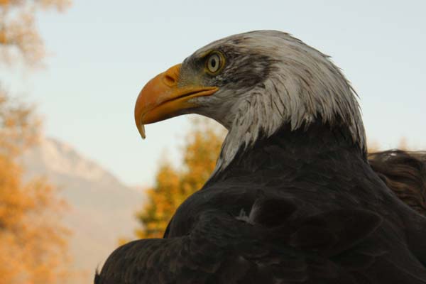 Falco-164