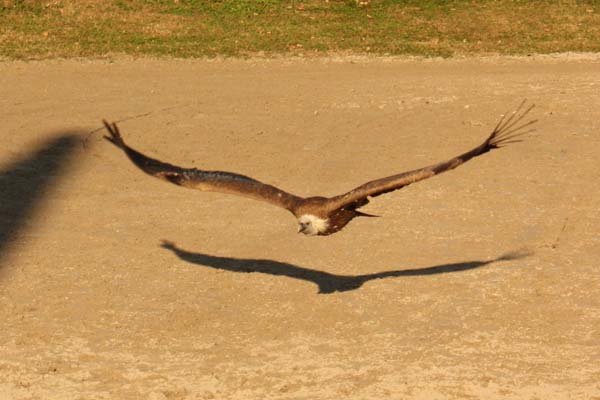 Falco-165