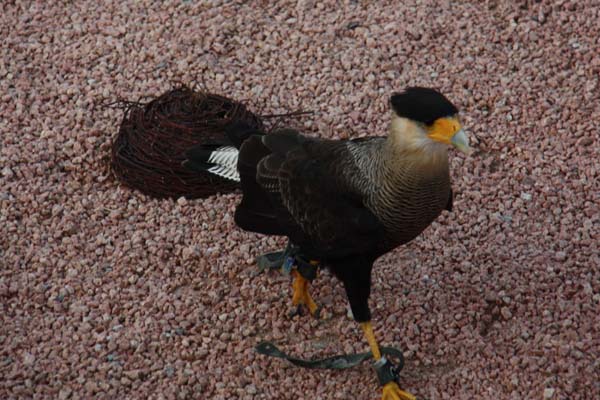 Falco-179