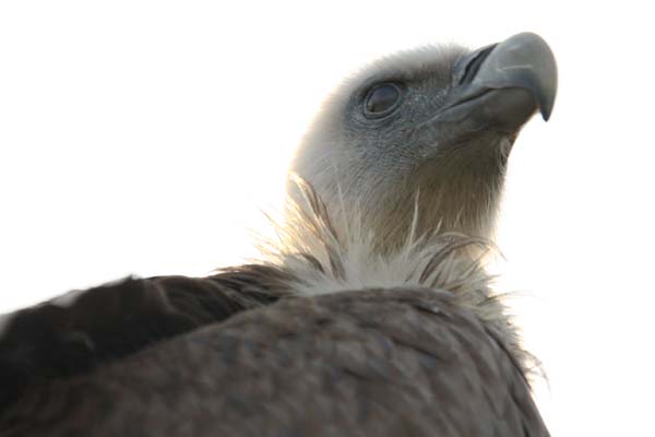 Falco-202