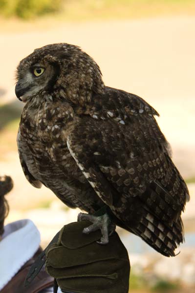Falco-79