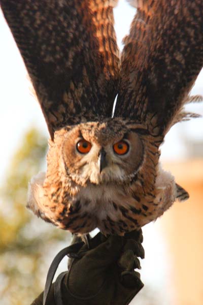 Falco-85