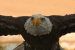 Falco-117