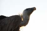Falco-169
