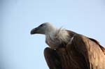 Falco-175