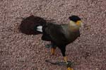 Falco-179