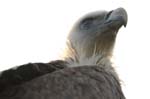 Falco-202