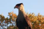 Falco-212