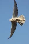 Falco-66