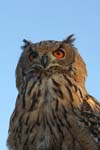 Falco-91