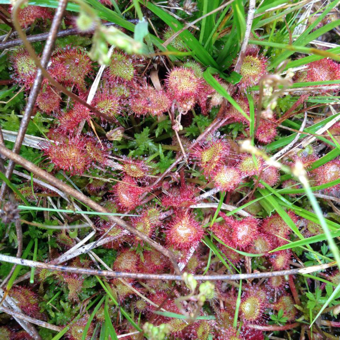 D.rotundifolia