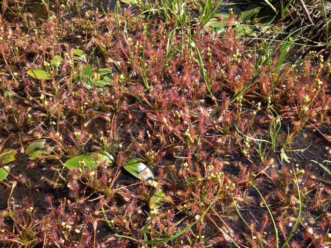 Drosera%20intermedia%20luglio%202014