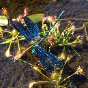 Calopteryx%20virgo%20predata%20da%20D.intermedia