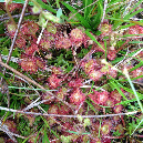 D.rotundifolia