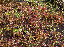 Drosera%20intermedia%20luglio%202014