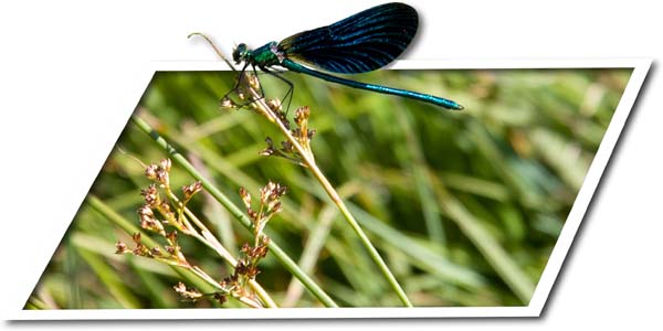Libellula