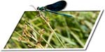 Libellula