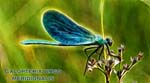 calopterix