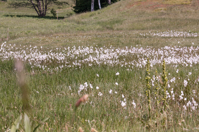 Medeglia_Taddei-032