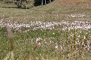 Medeglia_Taddei-032