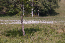 Medeglia_Taddei-033