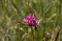 Medeglia_Taddei-034
