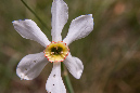 Medeglia_Taddei-036